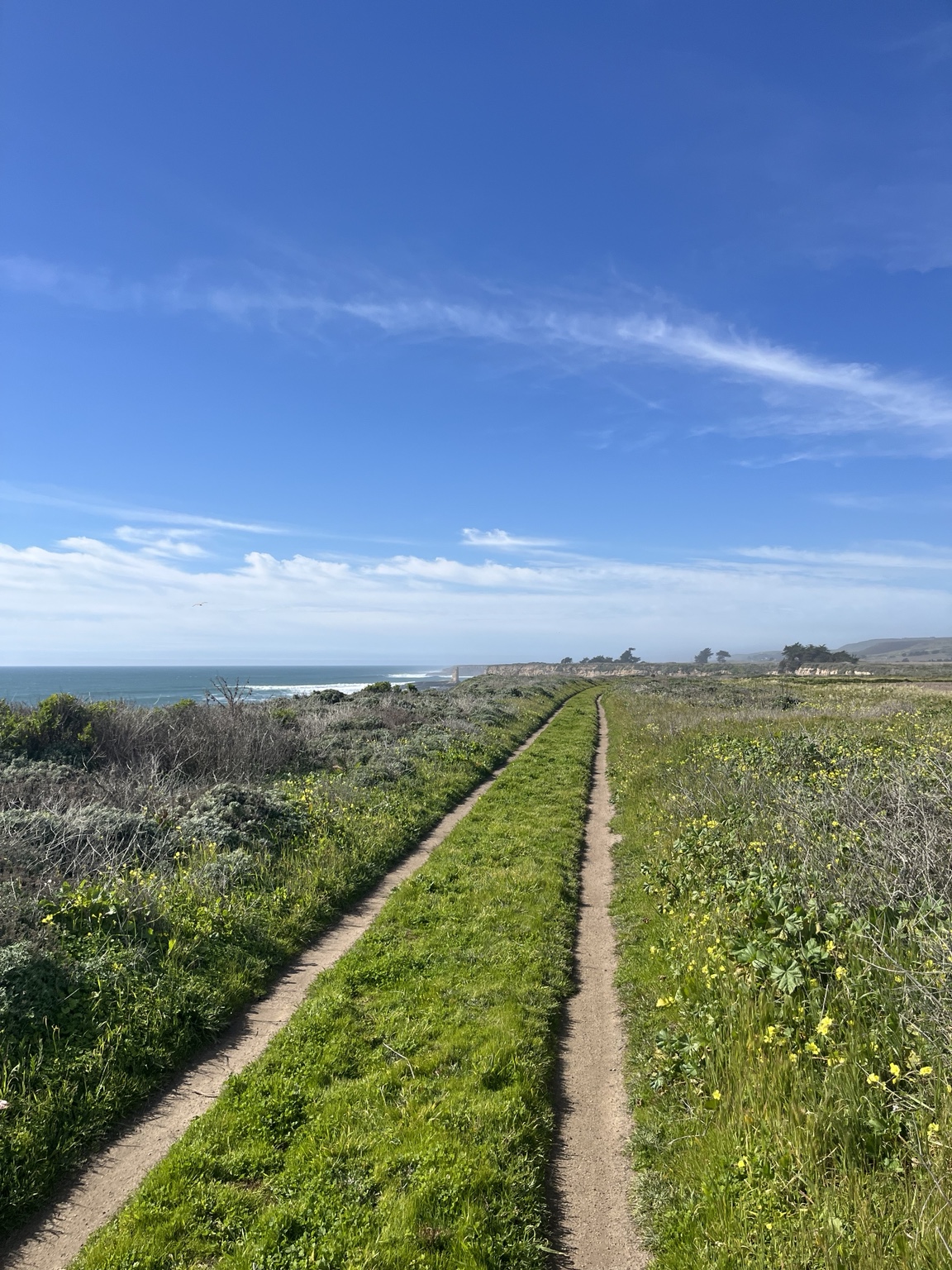 Coastal trail through green grass