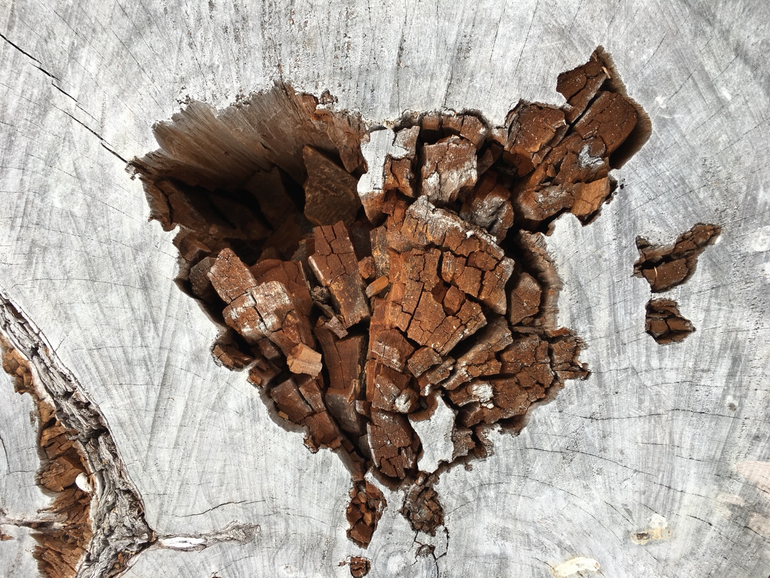 Weathered tree cross-section